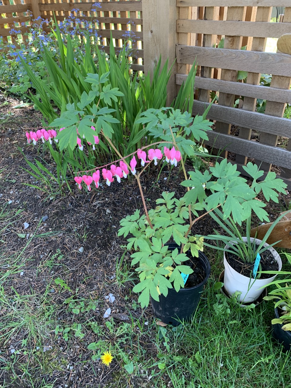 Ambleside Plant Stand | 2696 Ambleside Ave, Cumberland, BC V0R 1S0, Canada | Phone: (604) 970-8939