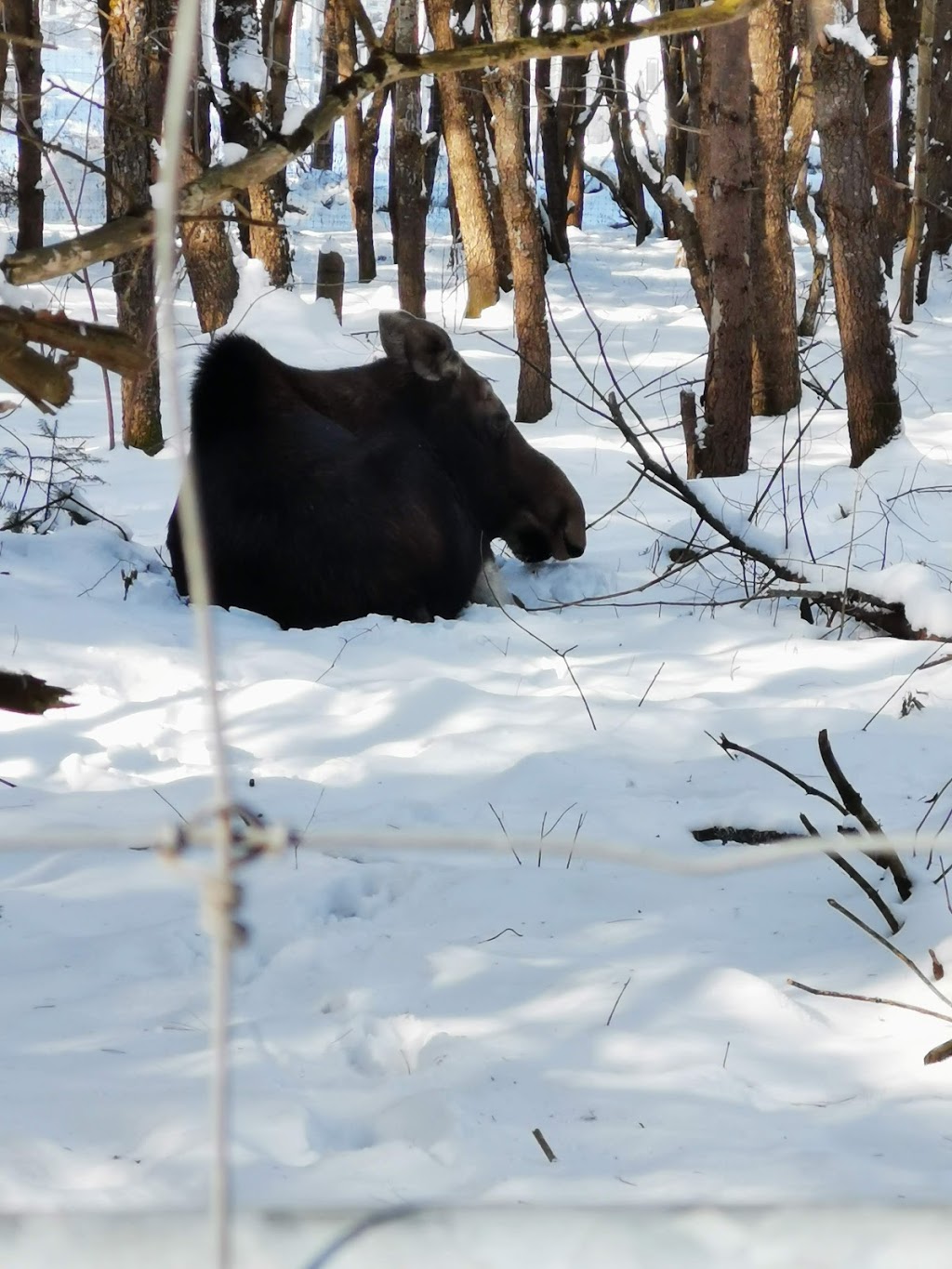 Aspen Valley Wildlife Sanctuary - Home | 1116 Crawford St, Rosseau, ON P0C 1J0, Canada | Phone: (705) 732-6368