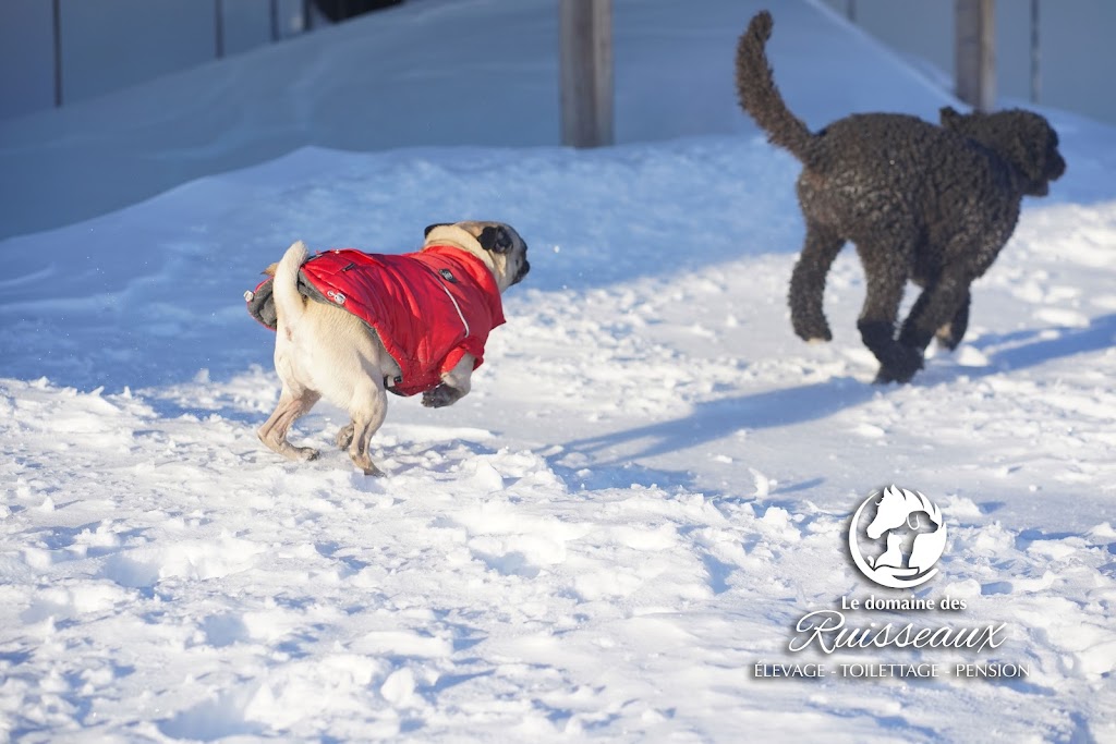 Le Domaine Des Ruisseaux Equestrian Center | 730 Av. des Ruisseaux, Pintendre, QC G6C 1N1, Canada | Phone: (418) 558-4746