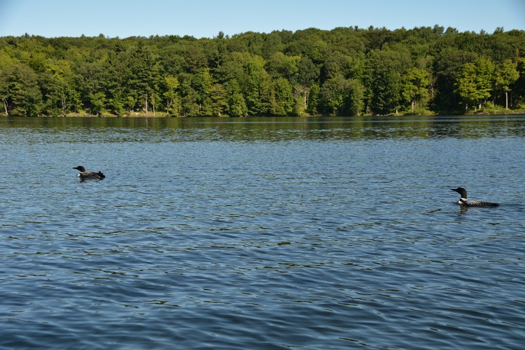 Lucky Loon Family Campground | 66 Graham Lake Rd, Mallorytown, ON K0E 1R0, Canada | Phone: (613) 923-5449