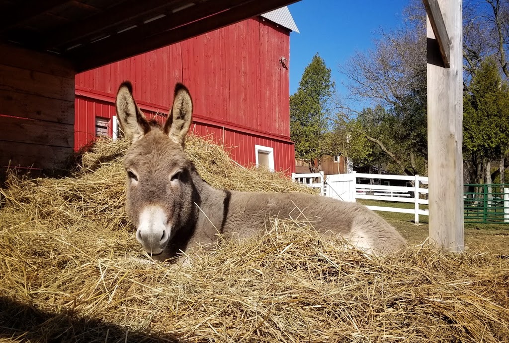 Captiva Farms Horseback Riding | 189 Chemin de la Montagne, Wakefield, QC J0X 3G0, Canada | Phone: (819) 459-2769