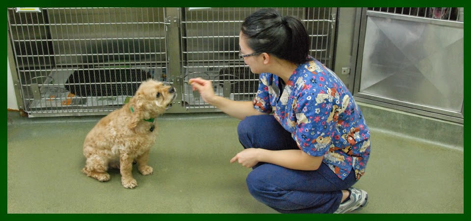 Anderson Animal Hospital | 8465 Granville St, Vancouver, BC V6P 4Z9, Canada | Phone: (604) 263-6767