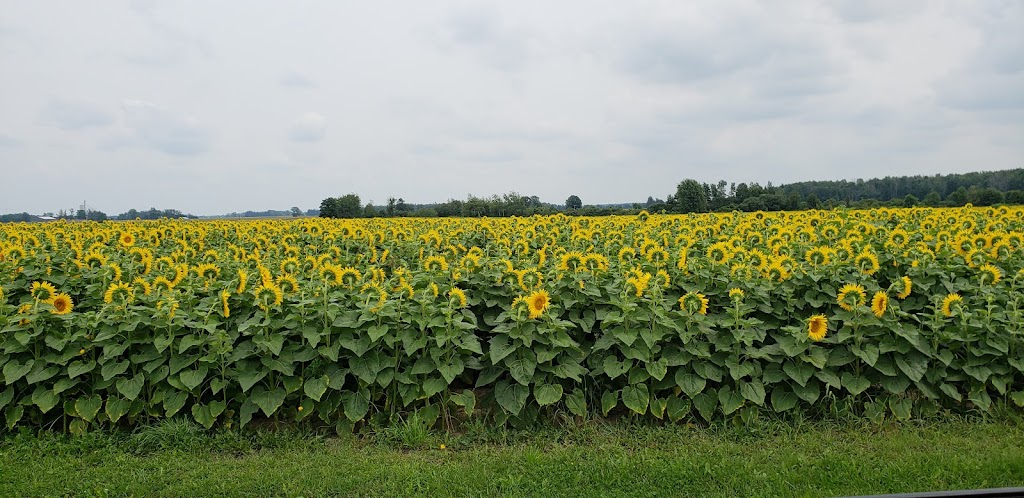 Patterson Grain Limited | 23364 Wellburn Rd, St. Marys, ON N4X 1C6, Canada | Phone: (519) 461-1829