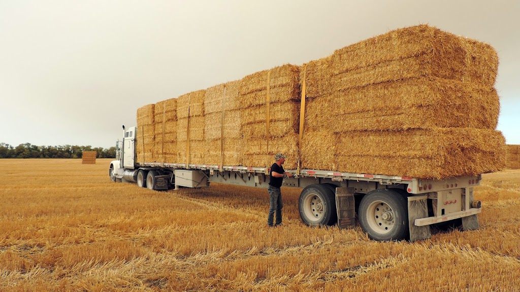 Kletke Hay & Straw | 36003 Rd 1 W, Brunkild, MB R0G 0E0, Canada | Phone: (204) 736-3334