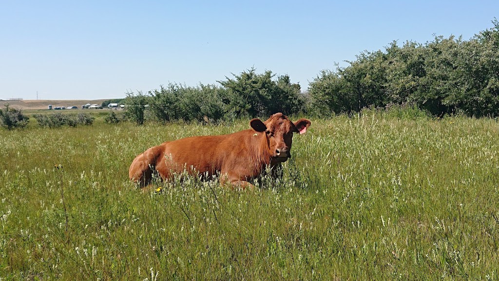 Alberta Grass Fed Beef | RR 82065 Rge Rd 253, Fort Macleod, AB T0L 0Z0, Canada | Phone: (403) 894-7302