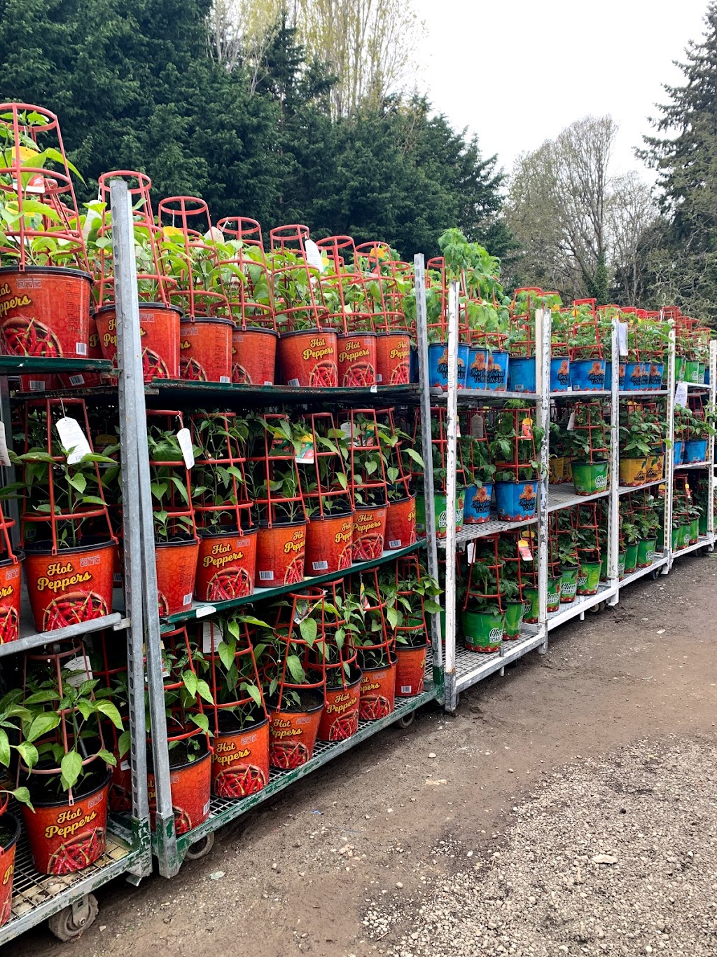 Hilltop Greenhouses Wholesale | 1840 Burnside Rd W, Victoria, BC V9E 1H6, Canada | Phone: (250) 479-3695