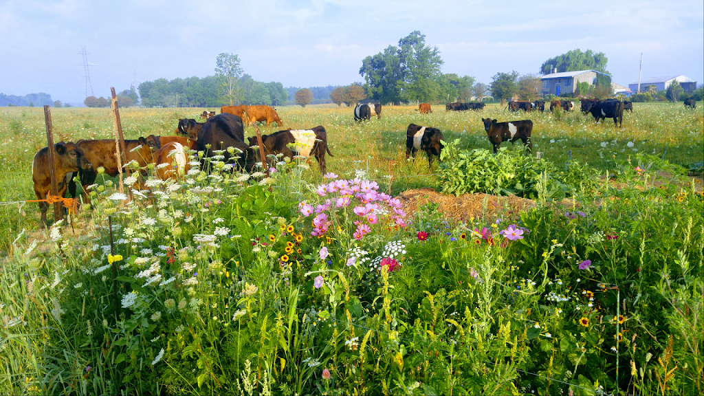 Providence Acres farm | 4494 Scotchmere Dr, Glencoe, ON N0L 1M0, Canada | Phone: (519) 520-3463