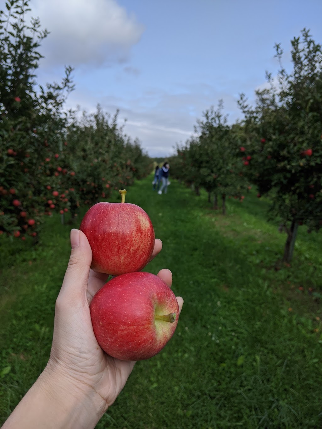 Smiths Apples and Farm Market | 470 The River Rd, Port Elgin, ON N0H 2C7, Canada | Phone: (519) 832-3051