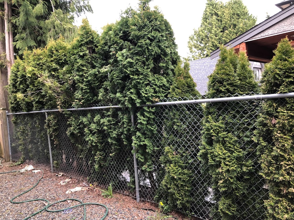 JF Hedge Trimming LTD. | 4033 240 St, Langley, BC V2Z 2L4, Canada | Phone: (778) 241-0416