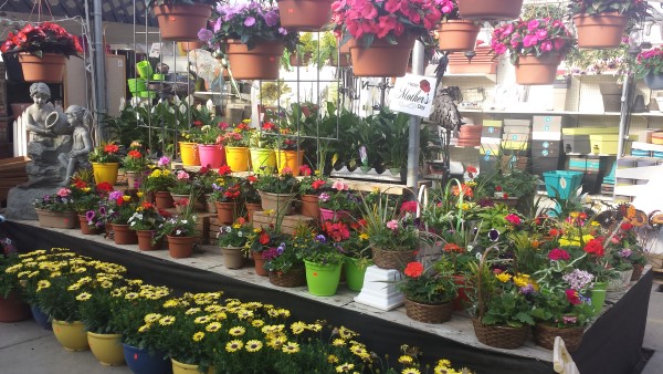 Van Luyk Greenhouses and Garden Centre | 1728 Gore Rd, London, ON N5W 5L5, Canada | Phone: (519) 455-2646