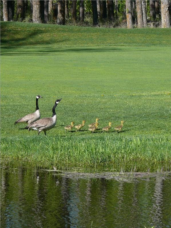 Tooth of the Dogpound Creek Golf Course | Box 431, Cremona, AB T0M 0R0, Canada | Phone: (403) 337-4880