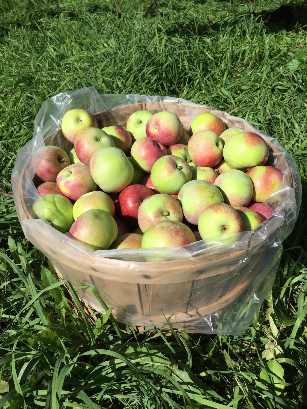Spring Meadow Orchards | 10143 Loyalist Pkwy, Greater Napanee, ON K7R 3K7, Canada | Phone: (613) 373-9313