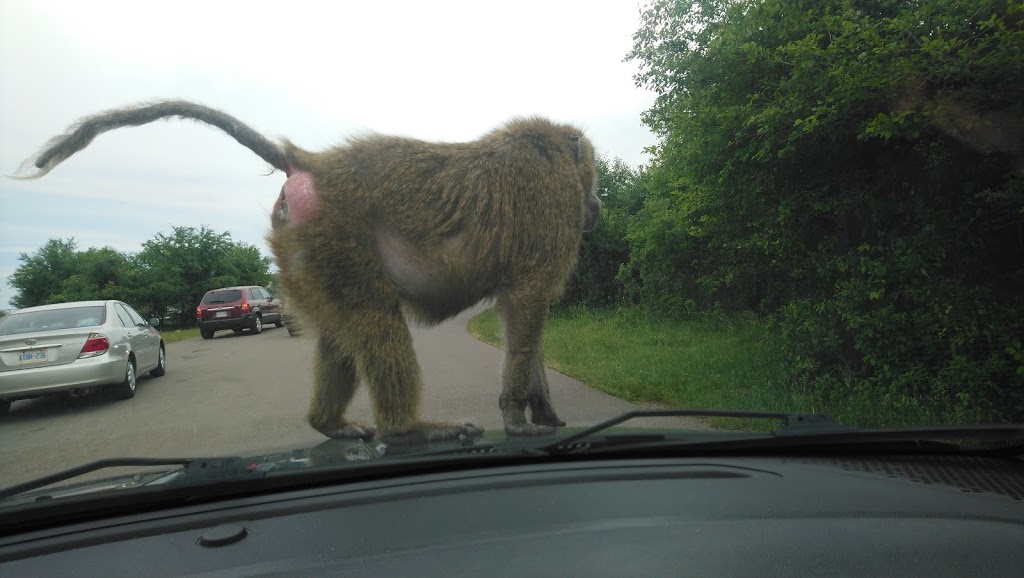 Elephant Round-Up | Flamborough, Hamilton, ON N1R 5S2, Canada