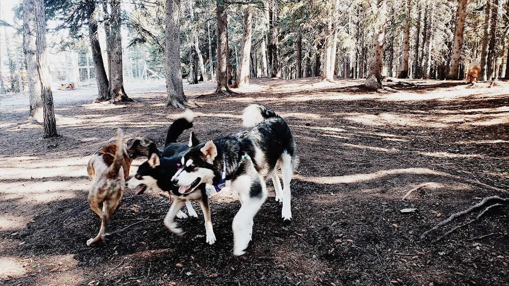 Banff Off-Leash Dog Park | Hawk Ave, Banff, AB T1L, Canada | Phone: (403) 762-1240