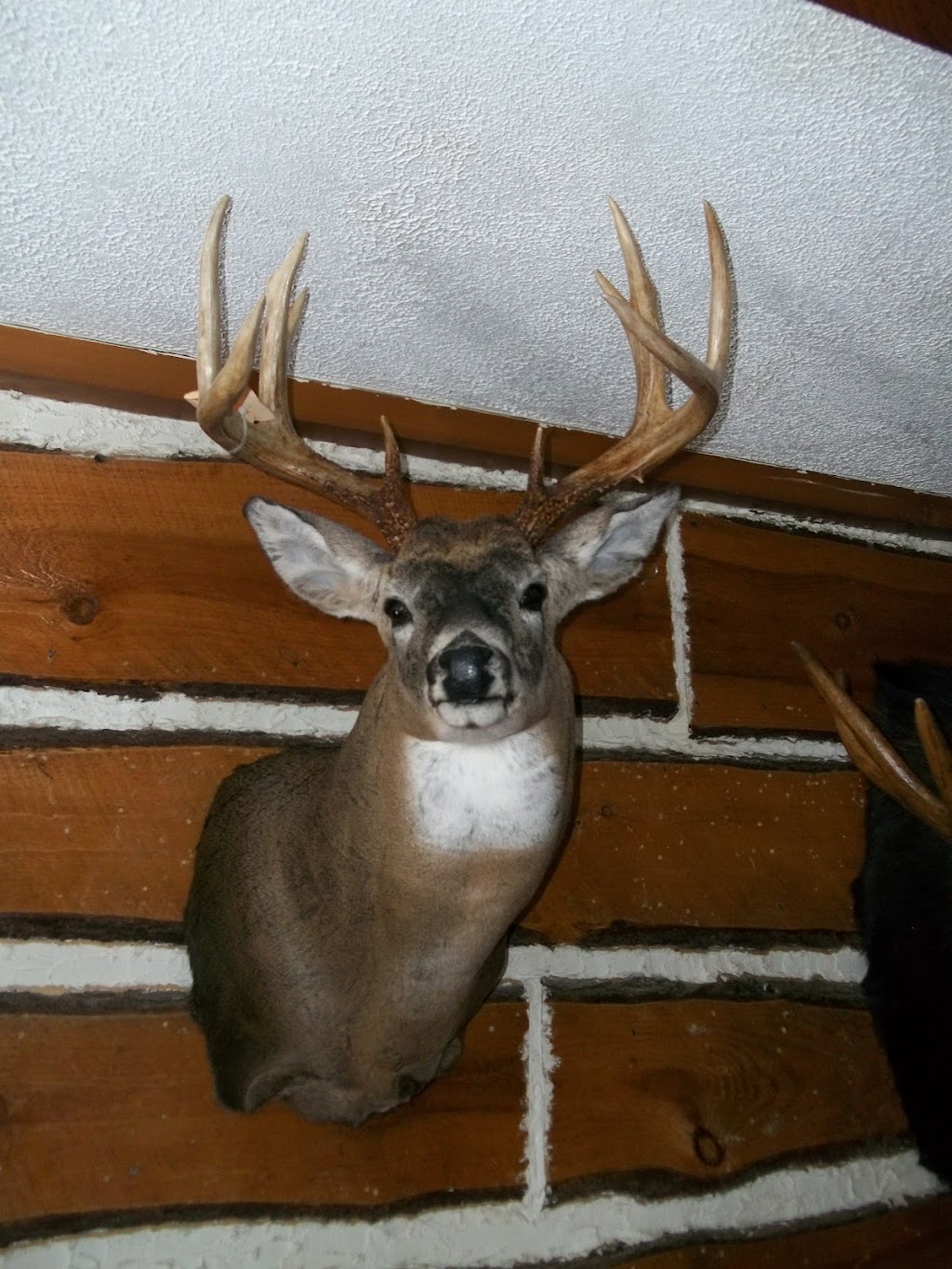 Robert Laguë Taxidermie | 175 Rang Tringle, Sainte-Sabine, QC J0J 2B0, Canada | Phone: (450) 293-3521