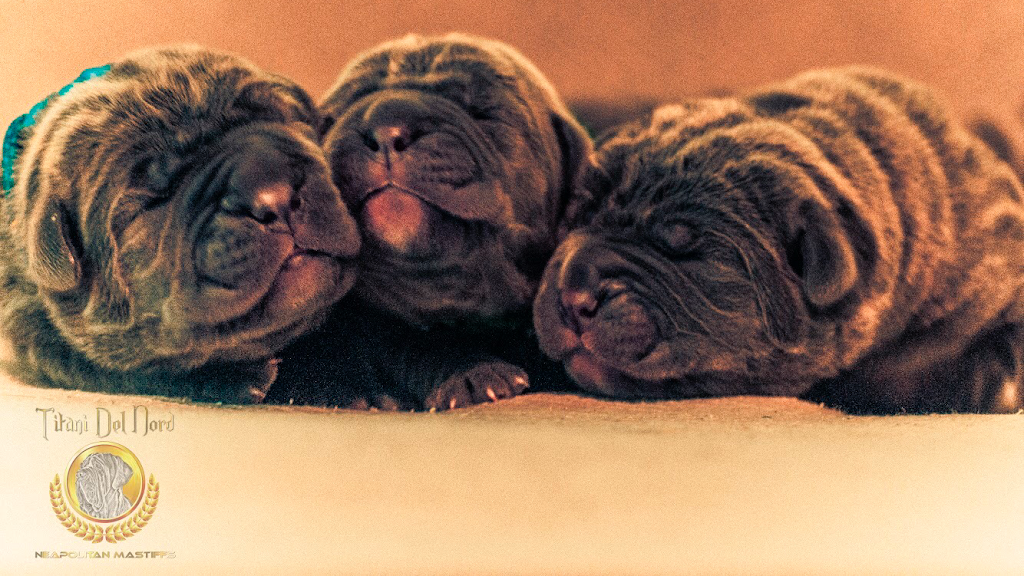 Neapolitan Mastiff Breeder Titani Del Nord | Robert St W, Penetanguishene, ON L9M 1N1, Canada | Phone: (705) 229-7997