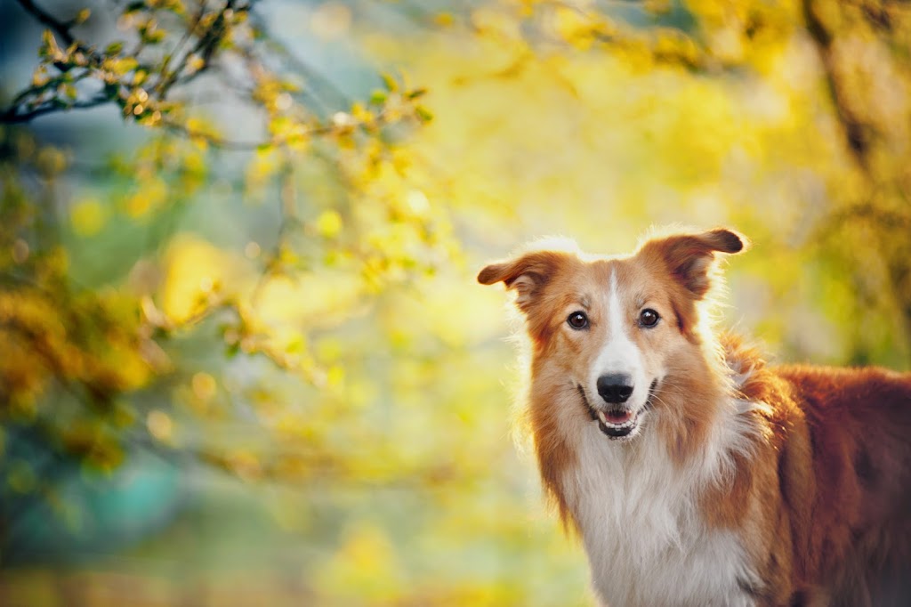 Fab Fido Dog Grooming Spaw | 1277 York Mills Rd Unit 7, North York, ON M3A 1Z5, Canada | Phone: (647) 350-0350