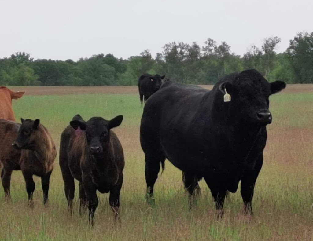 Triple *R* Limousin | 24C7+P6, Austin, MB R0H 0R0, Canada | Phone: (204) 856-3440