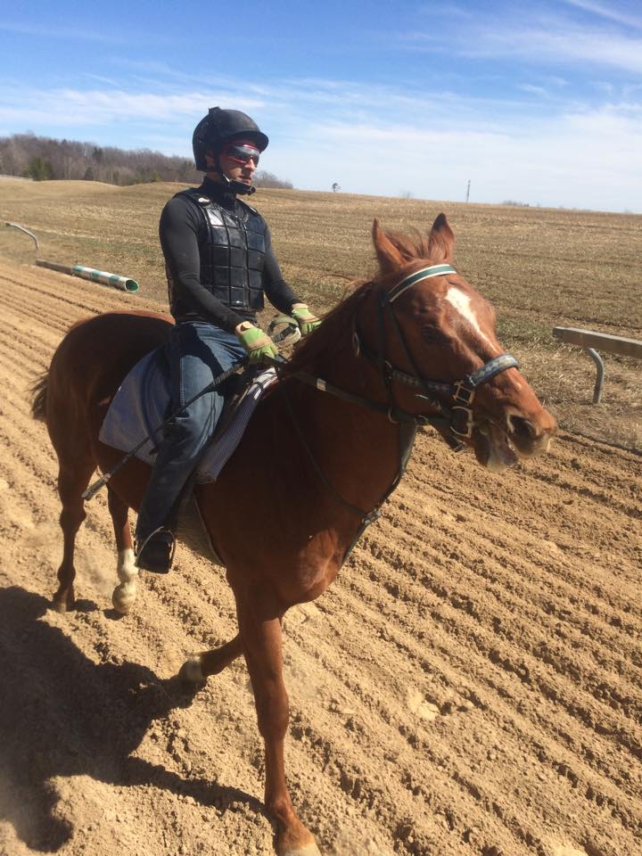 Amplify Stables | 1169 Concession Rd 4, Loretto, ON L0G 1L0, Canada | Phone: (905) 291-3663