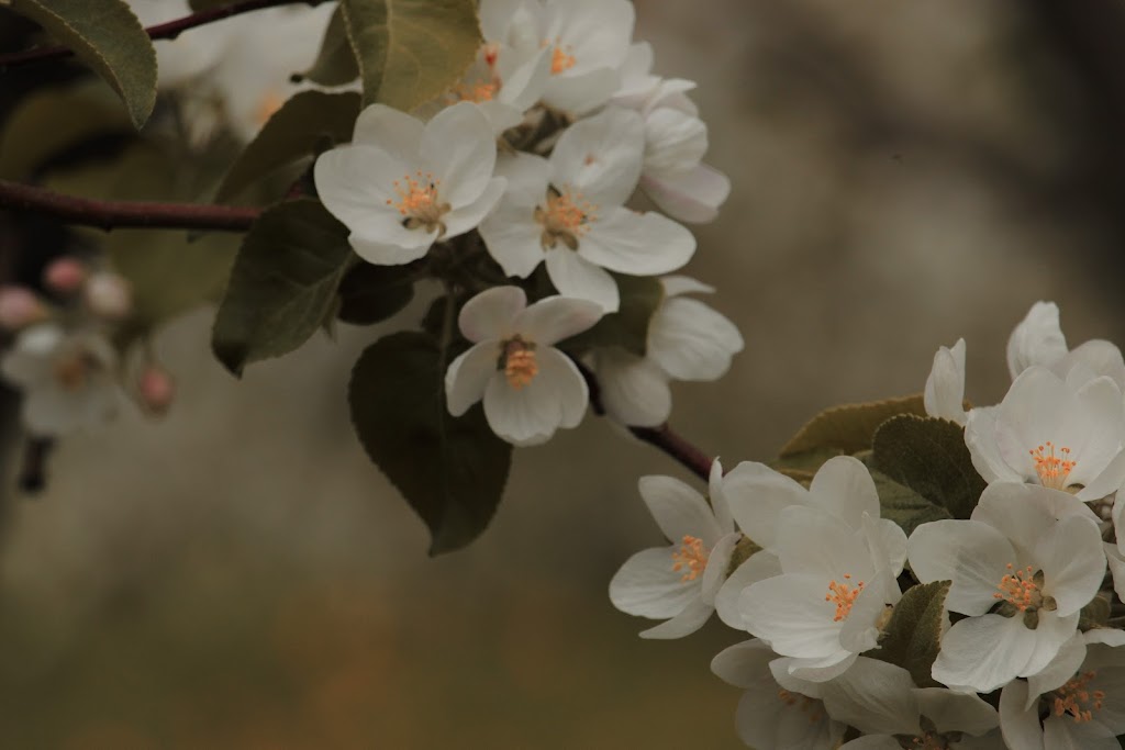 Verger Fleuripom I Cueillette de pommes | 707 Chem. Principal, Saint-Joseph-du-Lac, QC J0N 1M0, Canada | Phone: (450) 413-1910