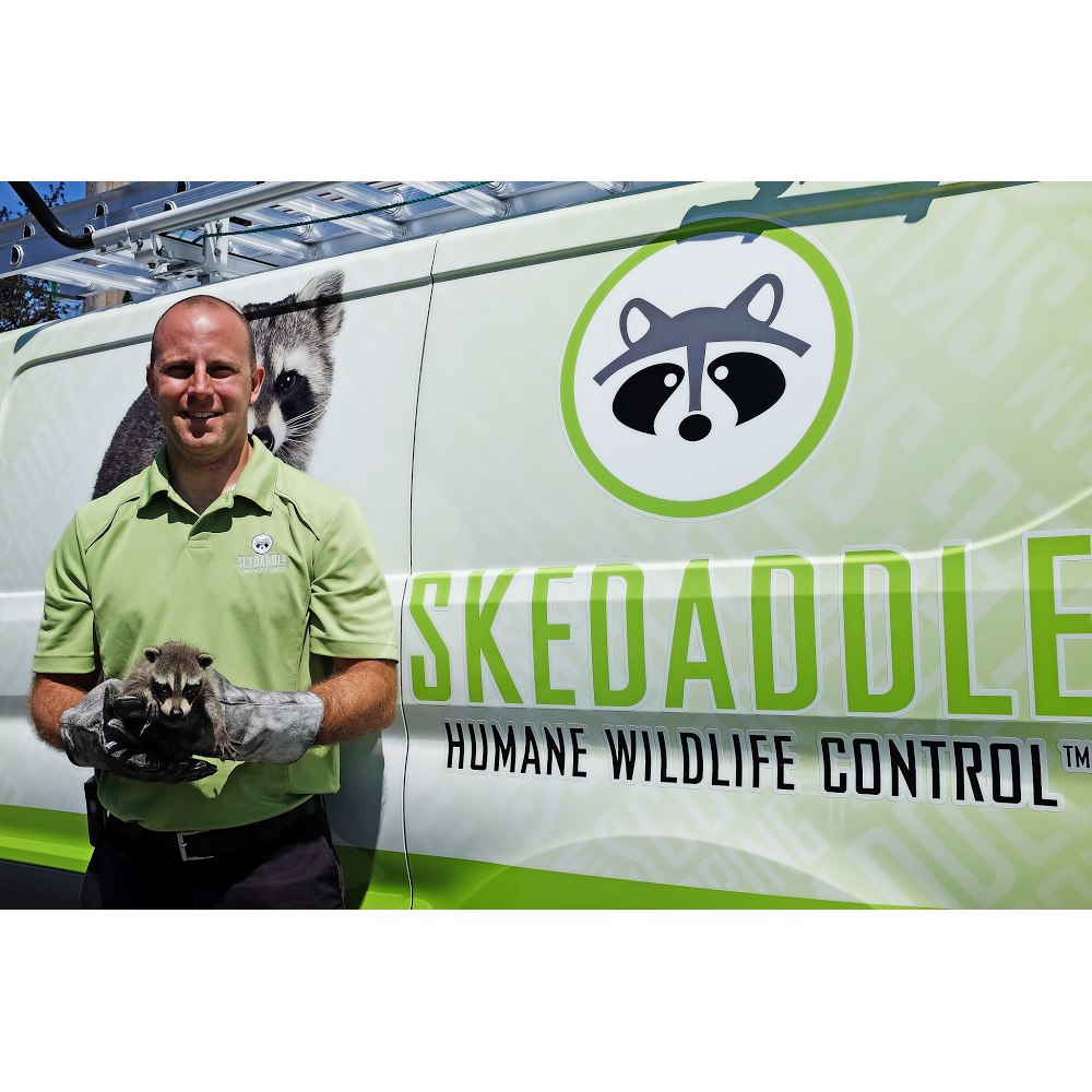 Skedaddle Humane Wildlife Control | 480 Boyce St, Sudbury, ON P3E 2G7, Canada | Phone: (705) 470-6102