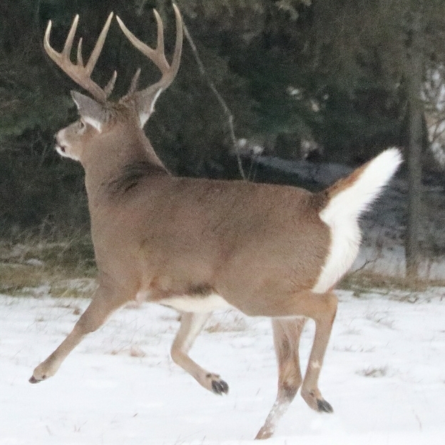 Whitetail Trophy Hunts | RR1, Bluffton, AB T0C 0M0, Canada | Phone: (315) 636-5277