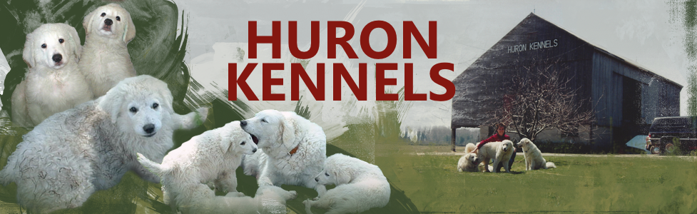 Huron Registered (Kuvaszok) Kennels | 79169 Bluewater Hwy, Goderich, ON N7A 3X8, Canada | Phone: (519) 524-2962