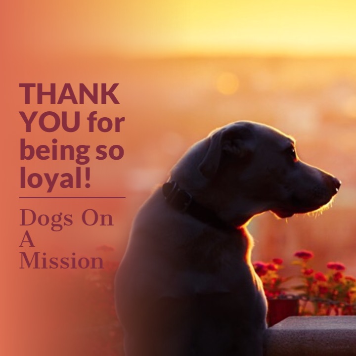 Dogs On A Mission | 26335 56 Ave, Langley City, BC V4W 3M9, Canada | Phone: (778) 551-0109