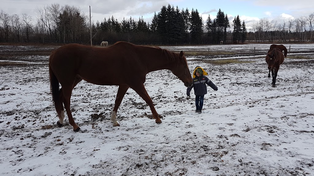 Superior Equestrian Center | Highway 206 - 66120, MB R0E 1J0, Canada | Phone: (204) 791-9800