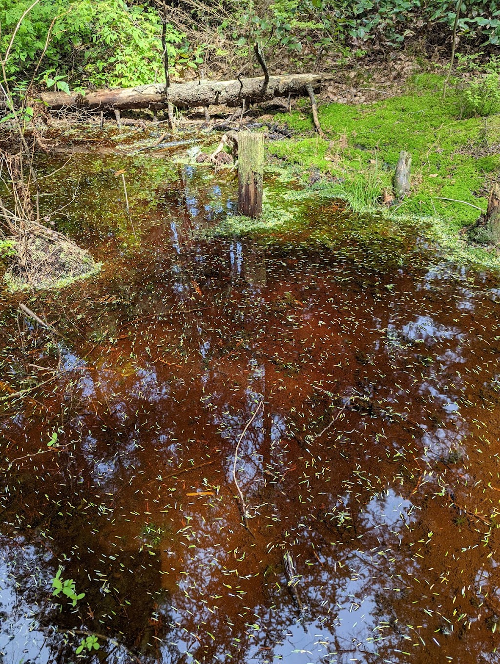 Burns Bog Delta Nature Reserve | 10388 Nordel Ct, Delta, BC V4G 1J9, Canada | Phone: (604) 520-6442