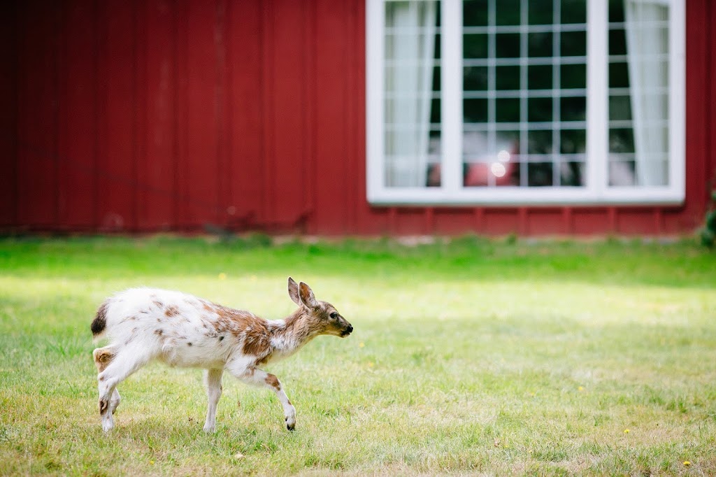 Orcas Island Bayside Cottages | 65 Willis Ln, Olga, WA 98279, USA | Phone: (360) 375-7940