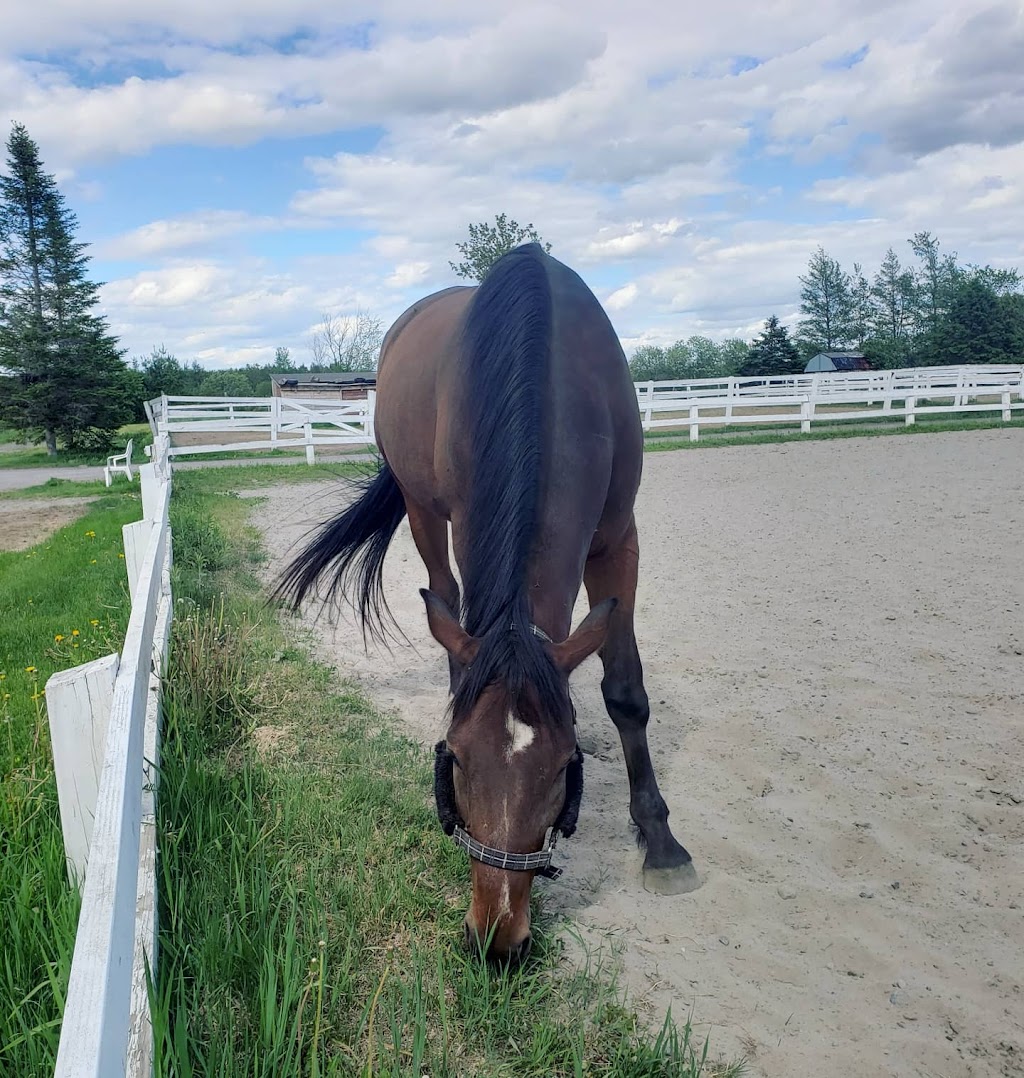 Les Écuries Breton | 1487 Chem. Bélair O, Saint-Jean-Chrysostome, QC G6Z 2L2, Canada | Phone: (581) 305-2340