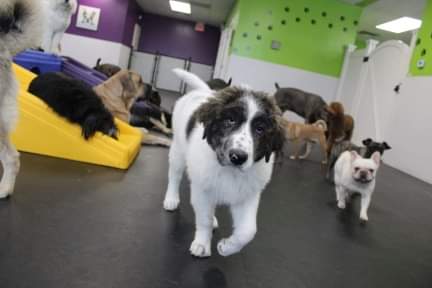 Pooches Playhouse | 1320 Concordia Ave E, Winnipeg, MB R3W 0G6, Canada | Phone: (204) 942-7866