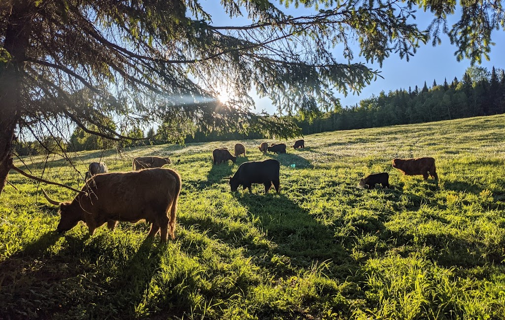 Érablière du Vallon inc. | 433 8e Rang, Saint-Nérée, QC G0R 3V0, Canada | Phone: (418) 243-3486