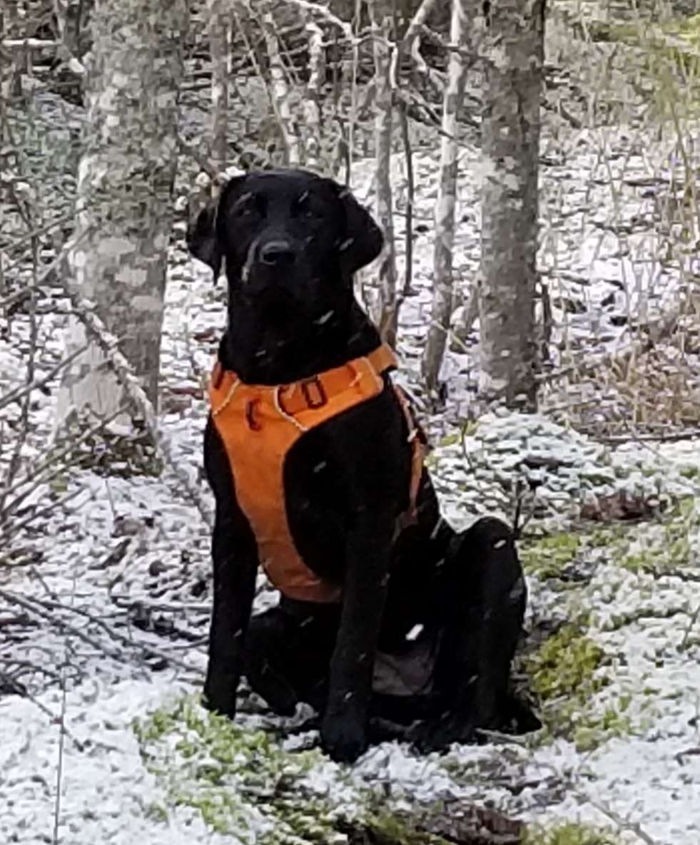 Lanark Labradors | 201 Terra Tory Dr, Antigonish, NS B2G 2L2, Canada | Phone: (780) 499-8126