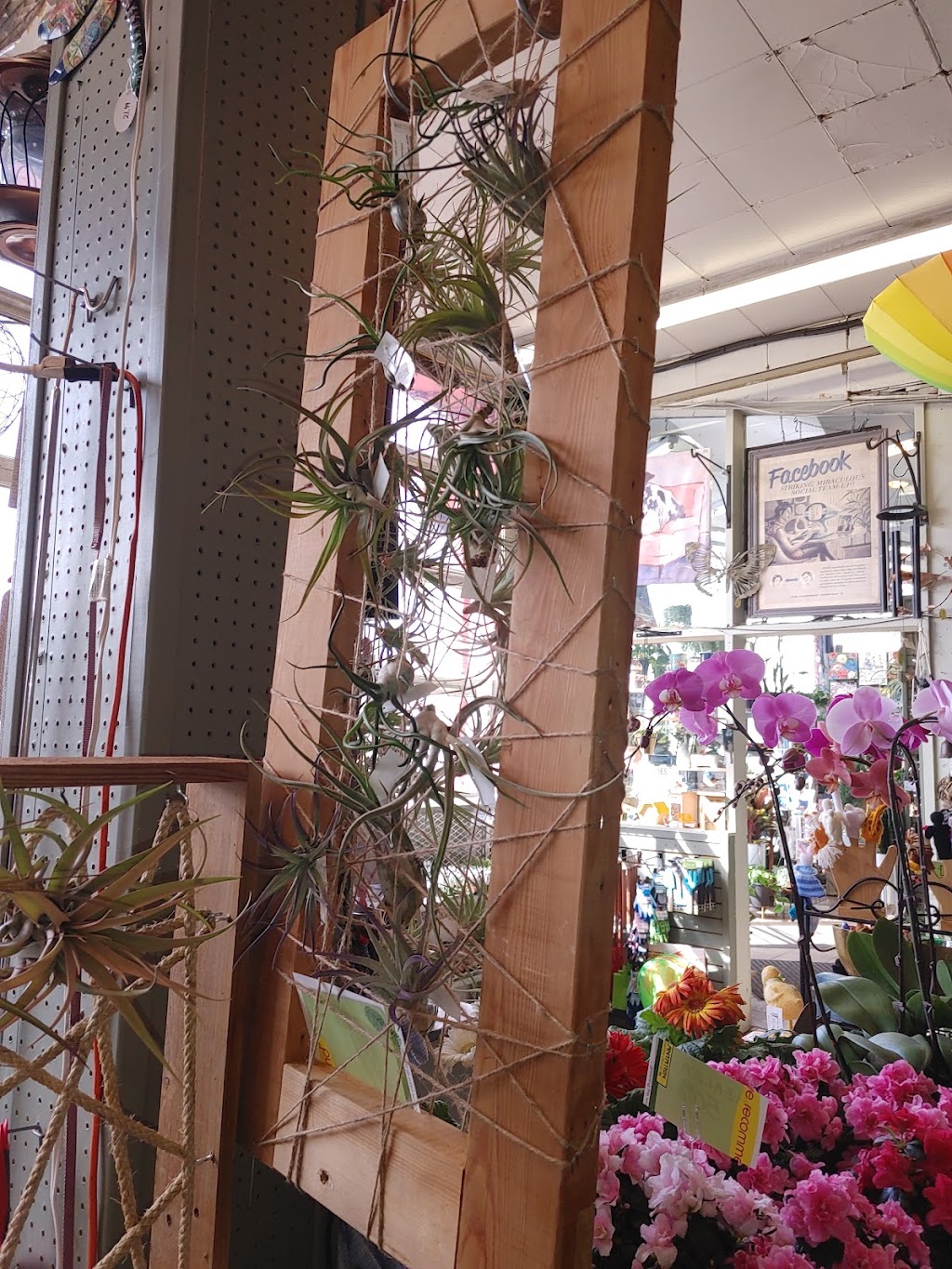 Plantation Garden Centre | 2408 4 St NW, Calgary, AB T2M 2Z7, Canada | Phone: (403) 277-4769