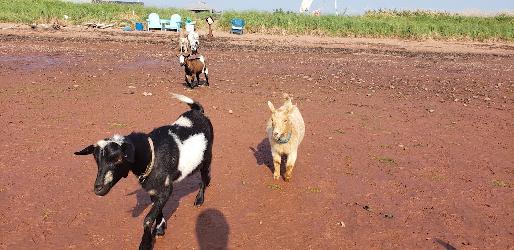 Beach Goats | 10143 PE-11, St Chrysostome, PE C0B 1Y0, Canada | Phone: (902) 315-1897