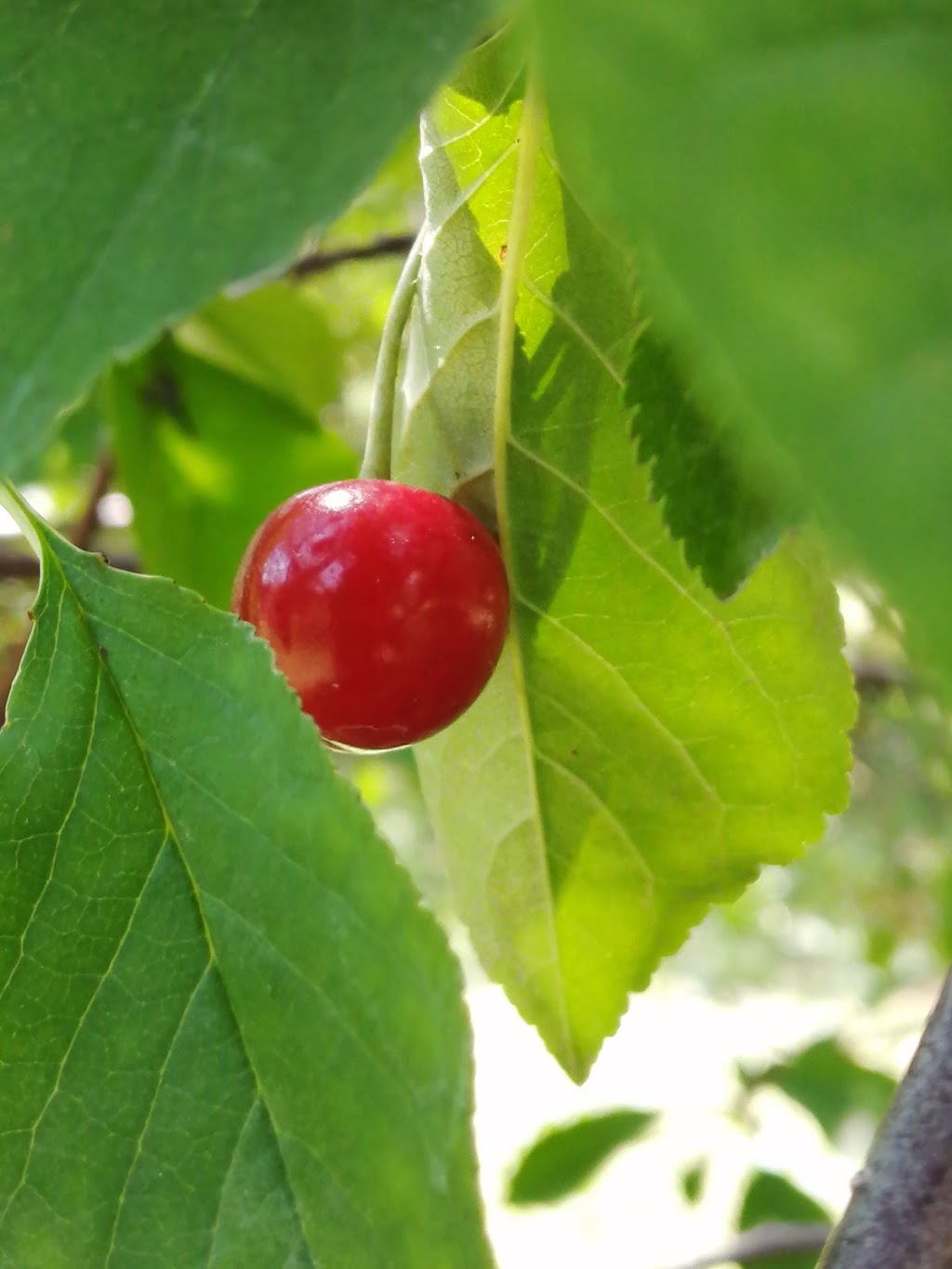 Fratric Orchard - Pick your own cherries | 162 Cokers Ln, Stoney Creek, ON L8E 5K8, Canada | Phone: (905) 643-3135