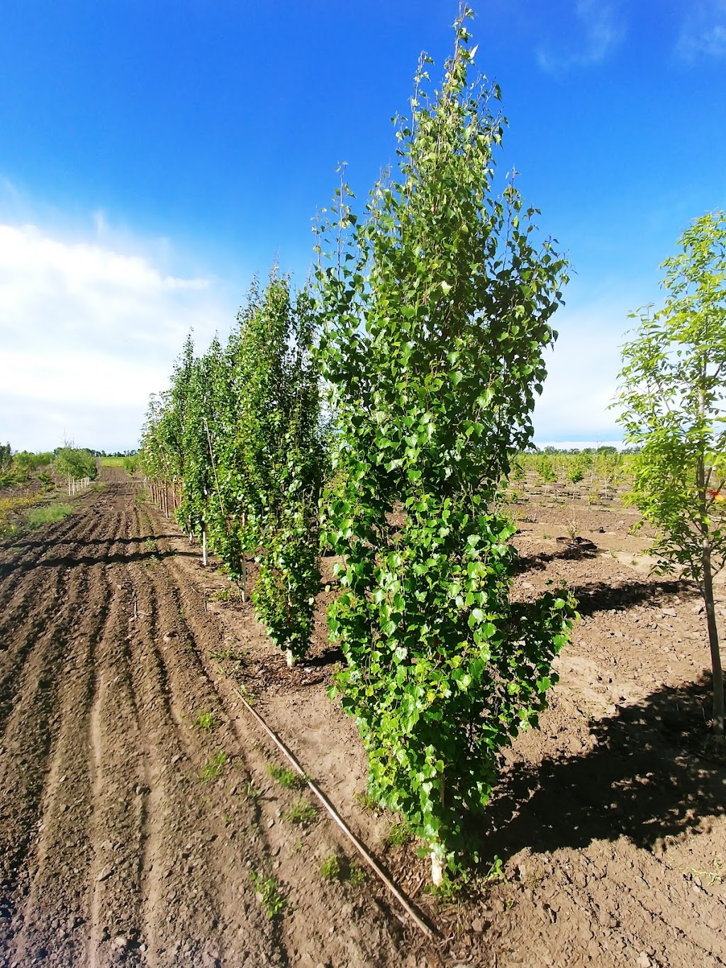 Rainy Creek Tree Farm | 30-38562 RgRd 24, AB T4E 2R4, Canada | Phone: (403) 588-2004