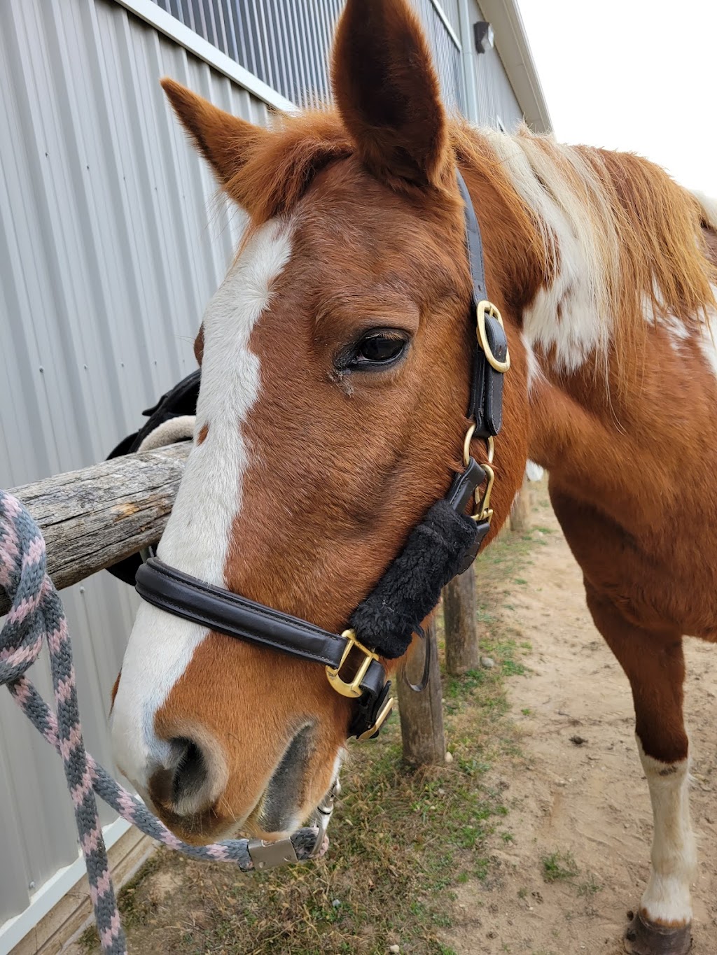 Hebel Equestrian | 629 Sawmill Rd, Bloomingdale, ON N0B 1K0, Canada | Phone: (519) 500-3394