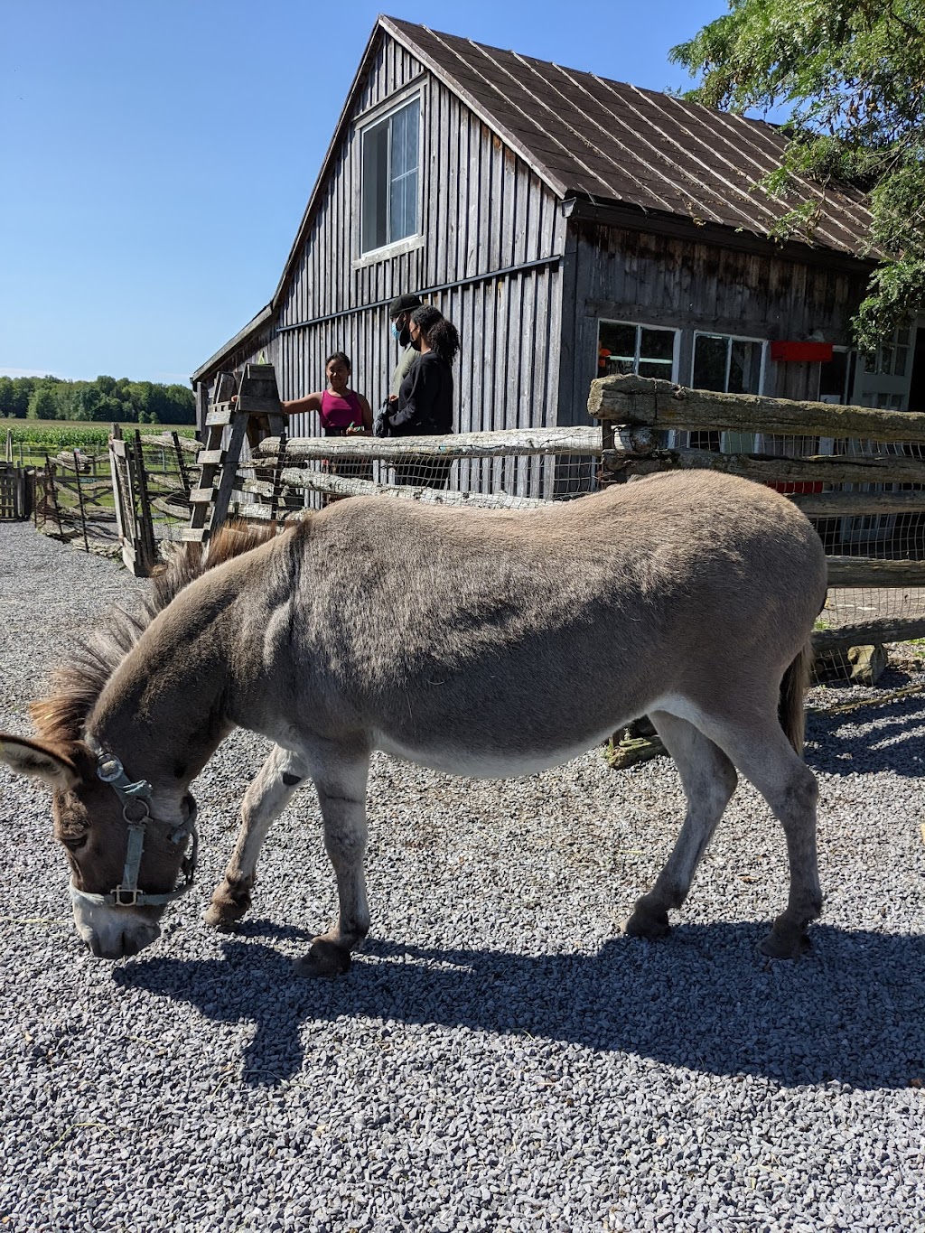 La Ferme dAndré 2.0 inc. | 1082 Chem. Upper Concession, Ormstown, QC J0S 1K0, Canada | Phone: (450) 829-2940