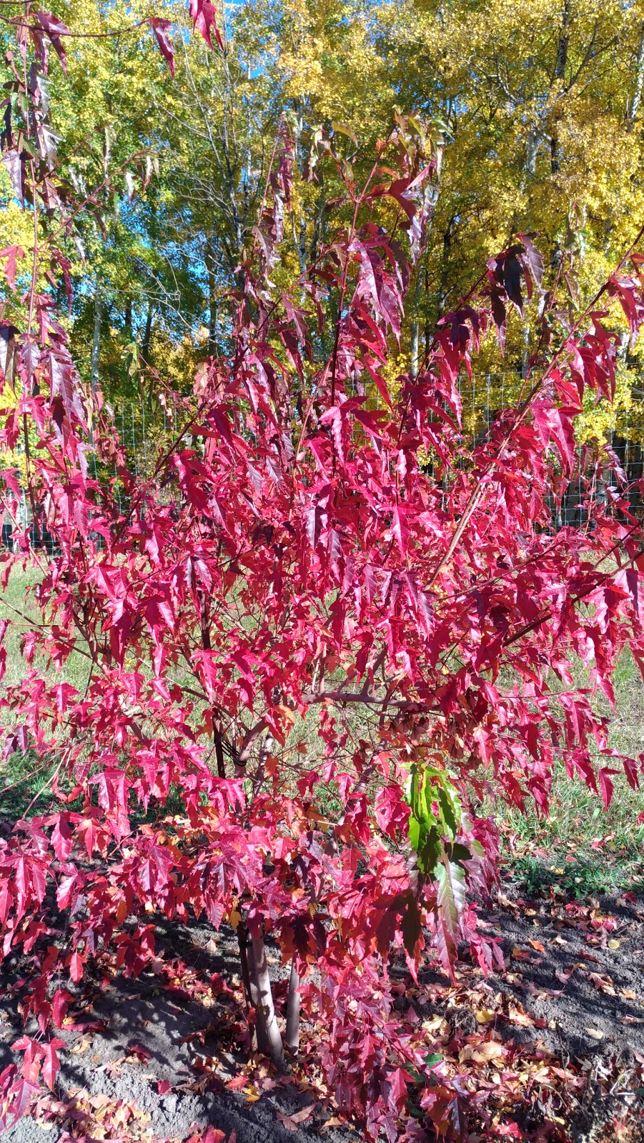 West Haven Nursery & Farms (By Appt. Only Please) | 36366 Range Rd 25, Spruce View, AB T4G 0N1, Canada | Phone: (403) 728-2100