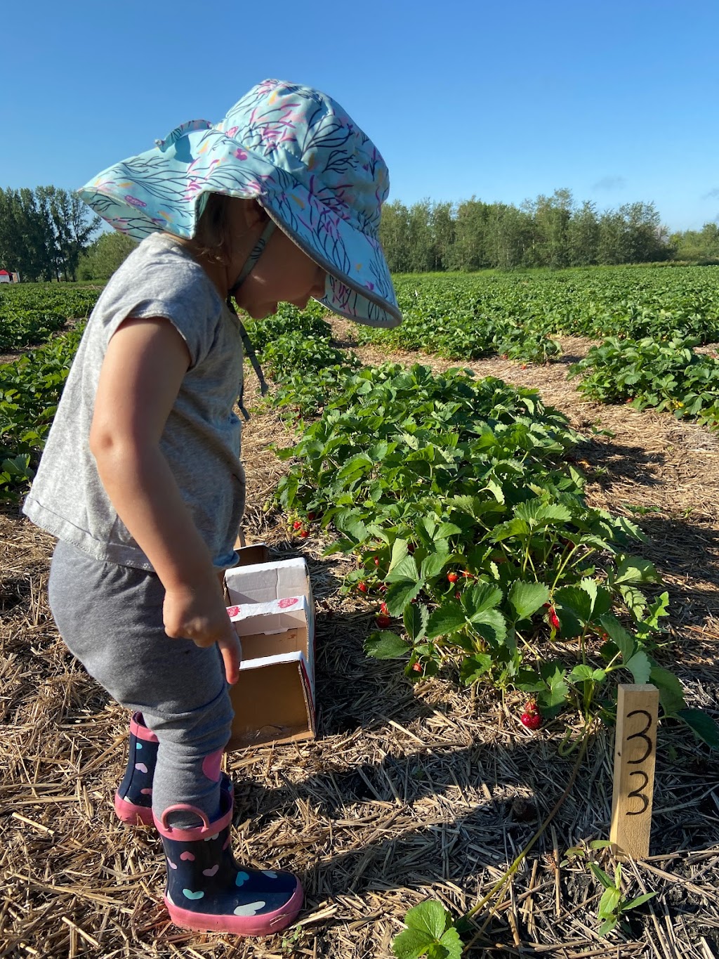 Berry Fun Farms | MB-424, Springstein, MB R0G 2N0, Canada | Phone: (204) 295-8175