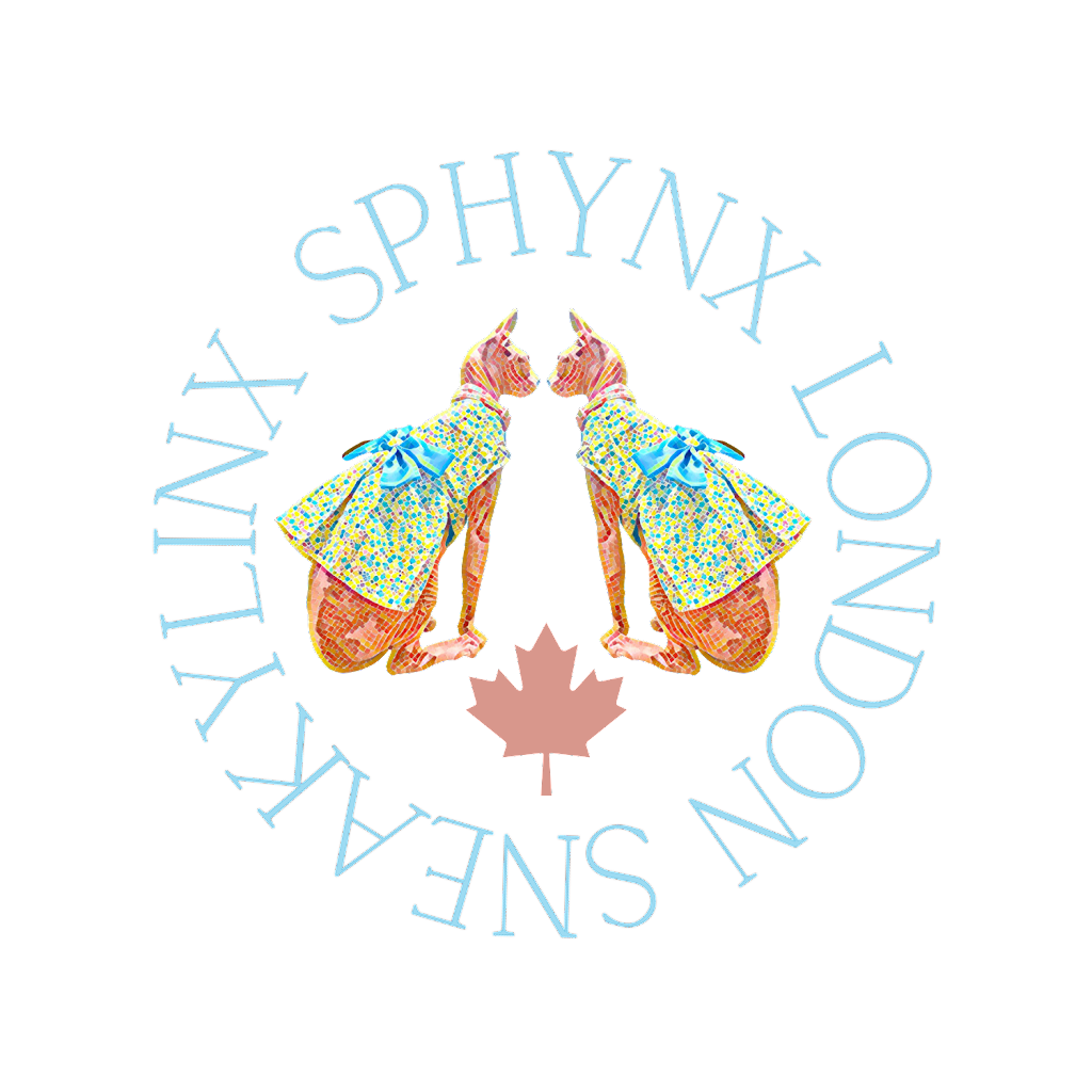 Sneakylinx Sphynx London | Municipality of, 3842 Trafalgar St, London, ON N6M 1H6, Canada | Phone: (226) 777-6818