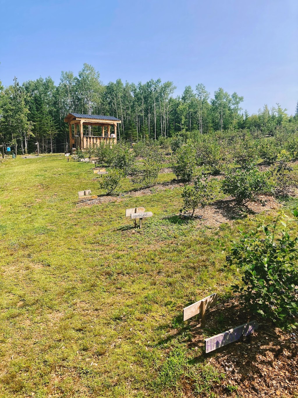 Berrywood Farms | 67 Jim Sutherland Rd, Tatamagouche, NS B0K 1V0, Canada | Phone: (902) 956-2116