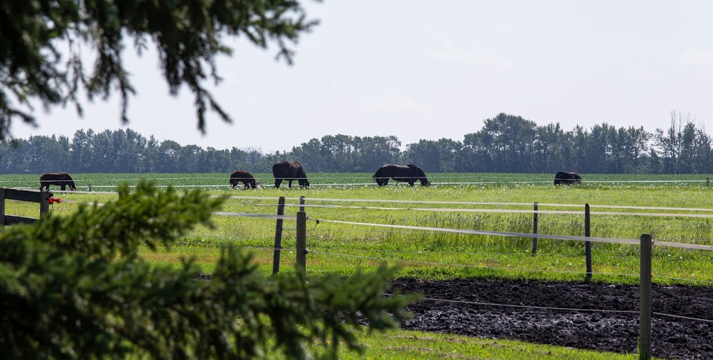 Black & White Dairy / Muilwijk Friesians | 40025 Range Road 280, AB T4M 0W8, Canada | Phone: (403) 885-0345