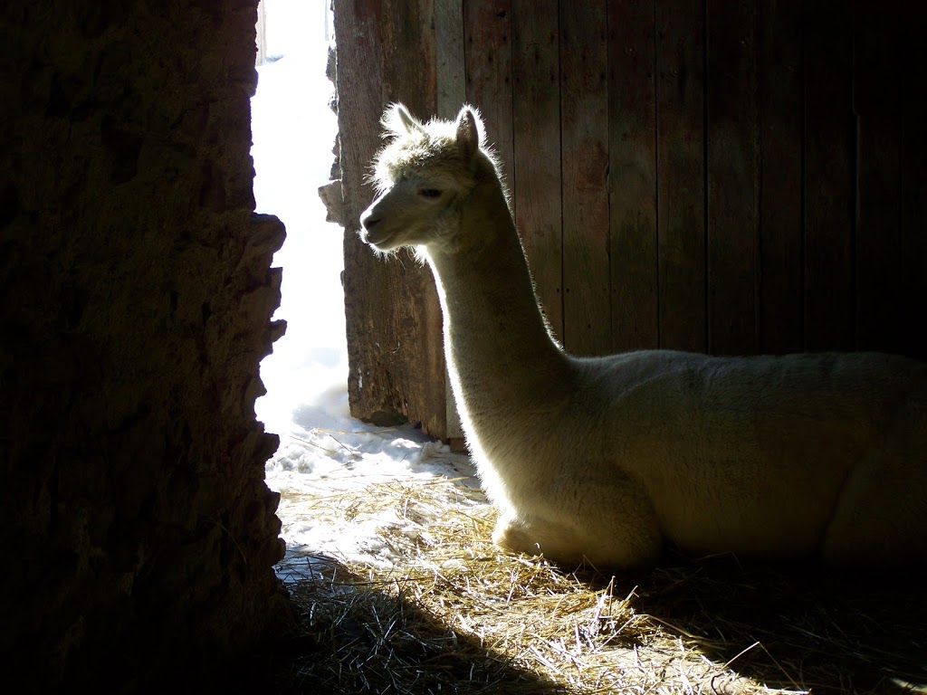 Gold Star Alpacas | 12062 Plank Rd RR#6, Tillsonburg, ON N4G 4G9, Canada | Phone: (519) 866-3790