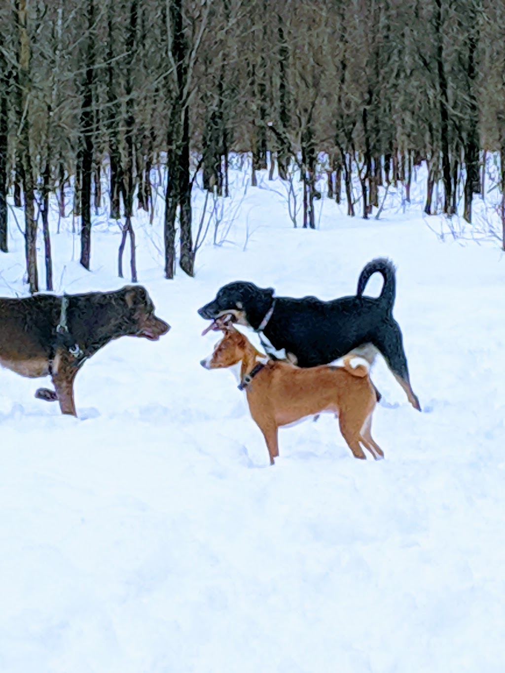 Rockland Dog Park | Poupart Rd, Rockland, ON K4K 1K9, Canada | Phone: (613) 487-3412