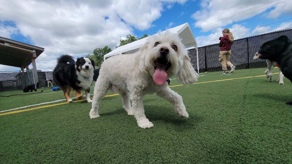 Hotel La Grange canine pension | 20012 Rue Victor, Mirabel, QC J7J 1P4, Canada | Phone: (450) 420-5444