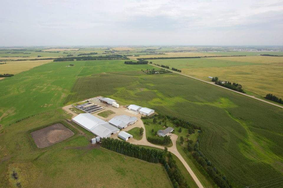 Brando Holsteins Inc. | 39207 RGE 260, AB T4L 2N2, Canada | Phone: (403) 506-2686